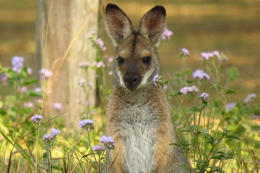 Red necked wallaby