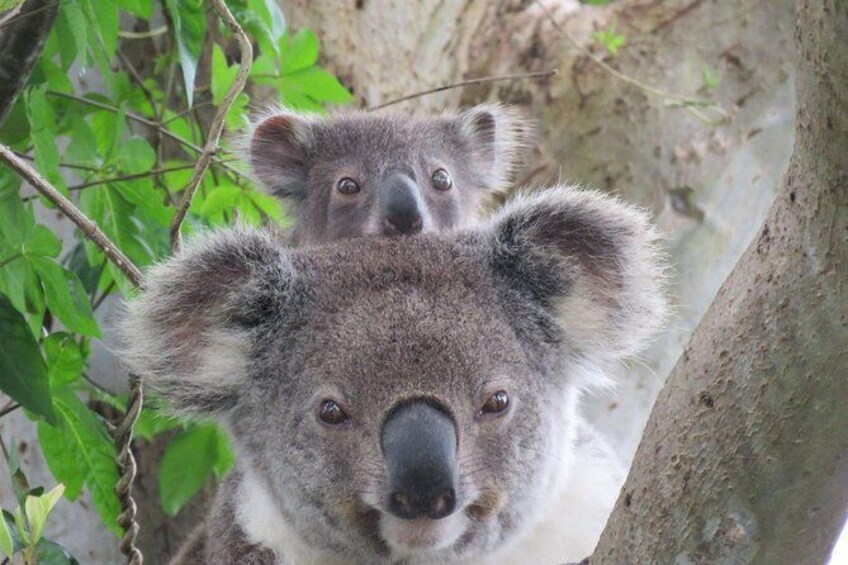 Show item 1 of 11. Byron Bay Wildlife Safari