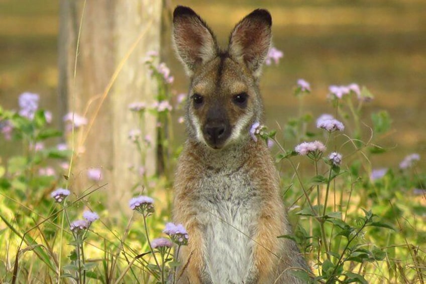 Show item 3 of 11. Red necked wallaby