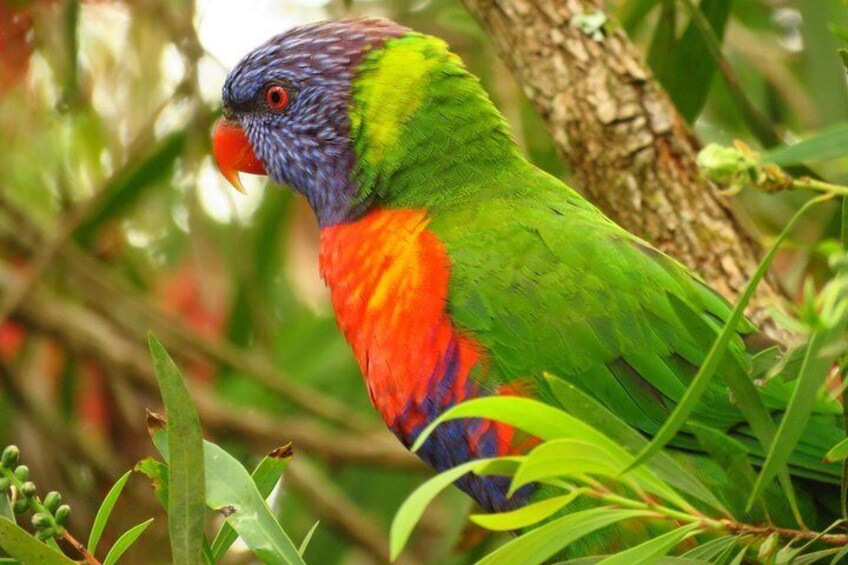 Rainbow lorikeet