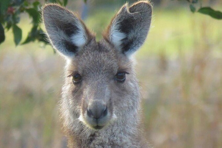 Show item 4 of 11. Eastern grey kangaroo