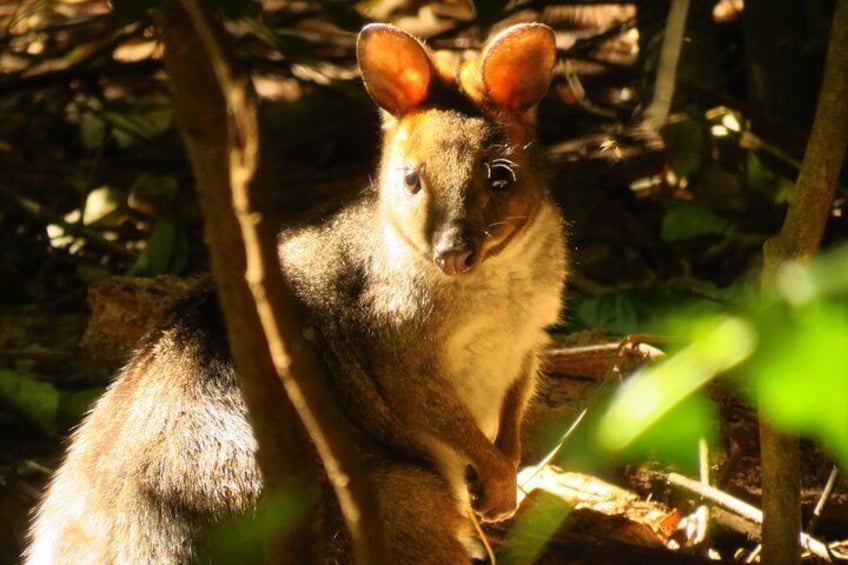 Red legged pademelon