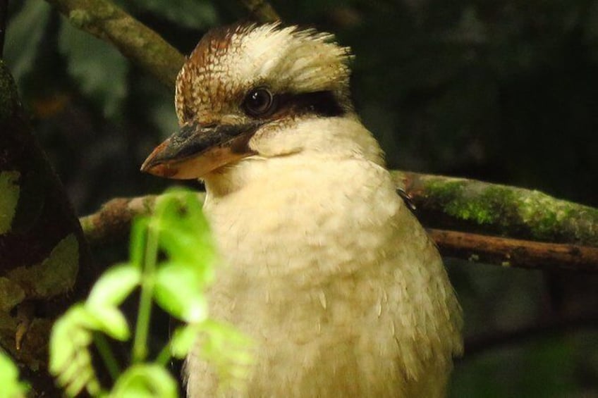 Show item 2 of 11. Kookaburra
