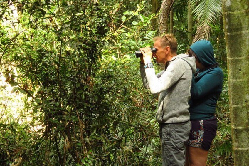 Looking for pademelon