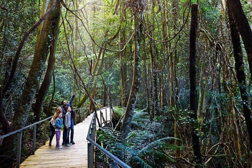 Forest boardwalk