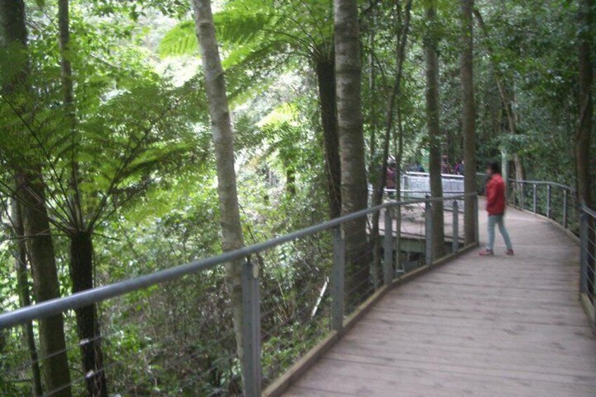 Forest Boardwalk