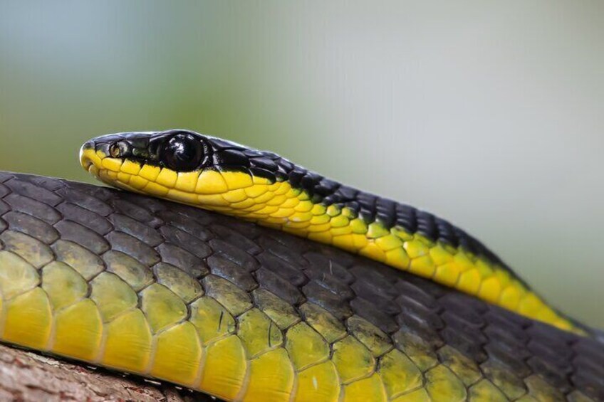 Common Tree Snake by Murray Hubbard