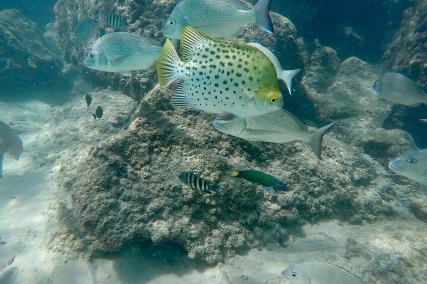 Gold Coast Try-Scuba Experience at Wave Break Island