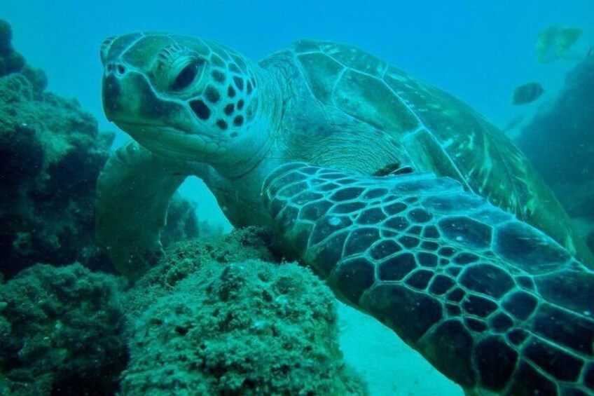 Gold Coast Try-Scuba Experience at Wave Break Island