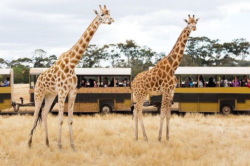 Werribee Open Range Zoo General Admission Ticket