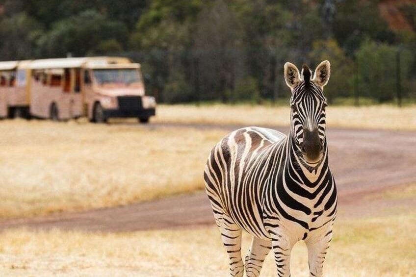 Werribee Open Range Zoo