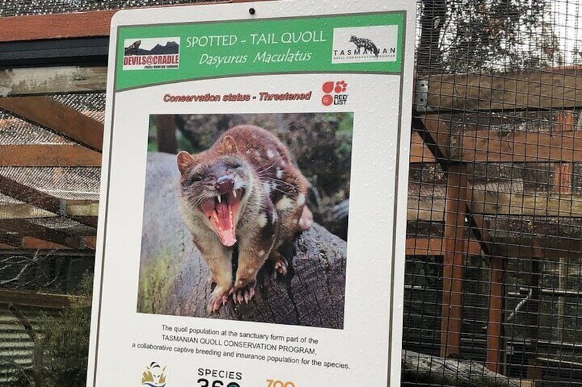 After Dark Tasmanian Devil Feeding Tour at Cradle Mountain