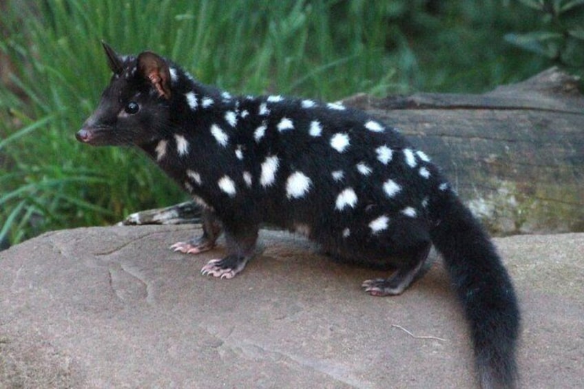 Eastern quoll