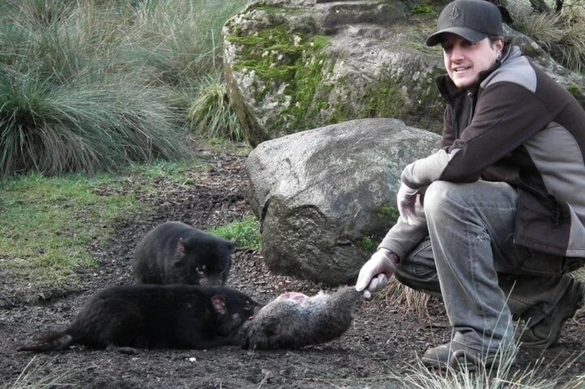 Tasmanian devil group feed