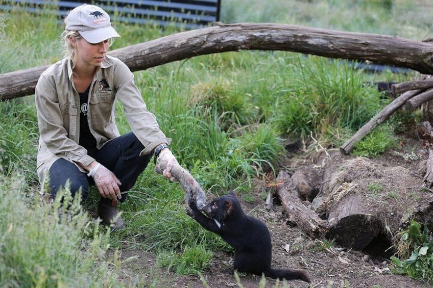 After Dark Tasmanian Devil Feeding Tour at Cradle Mountain