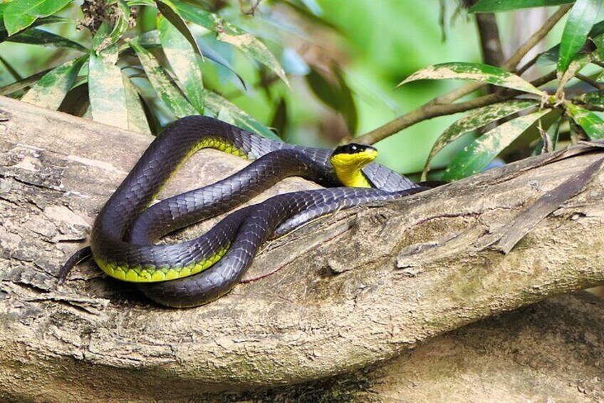 Green Tree Snake