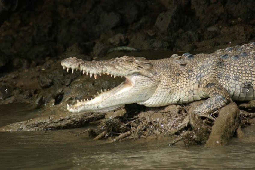 Daintree River - Wild Crocodiles
