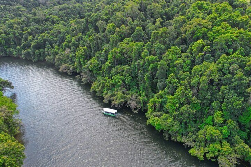 Daintree the oldest rainforest in the world !