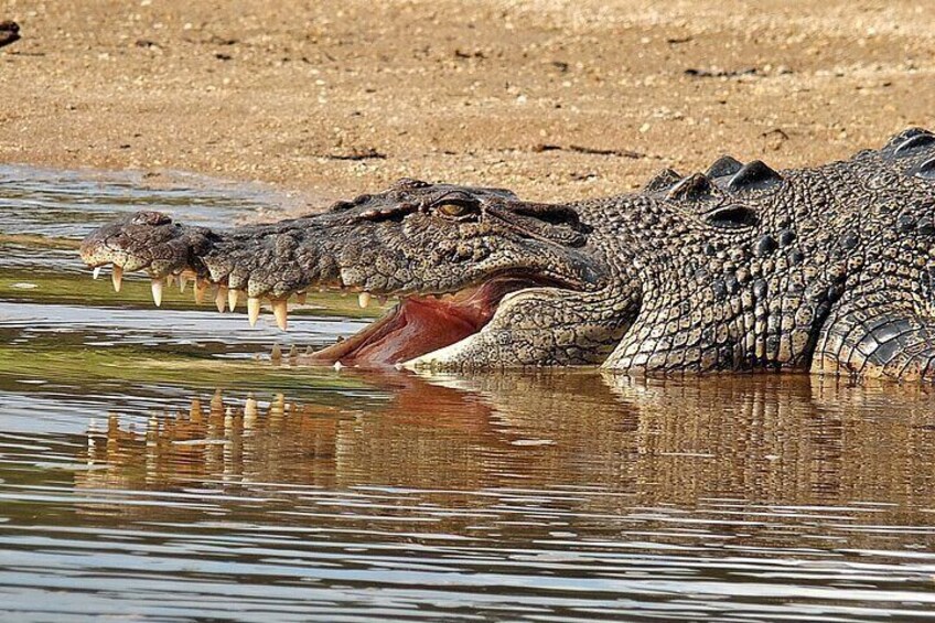 See saltwater crocodiles in their natural habitat.