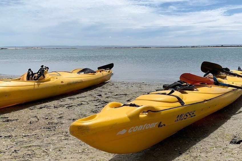 Half-Day Kayaking Tour in Coorong National Park