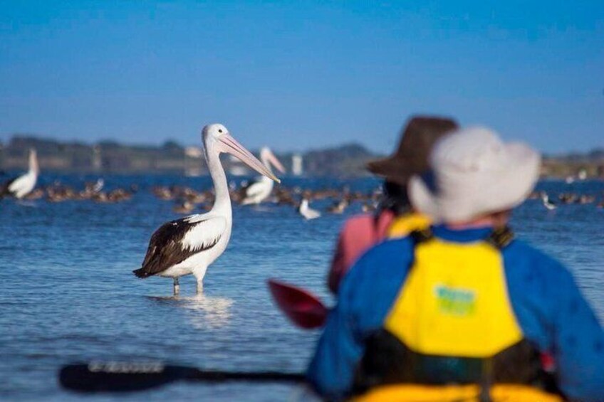 See the pelicans of the Coorong.