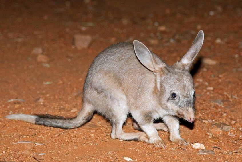 Get up close with bilby