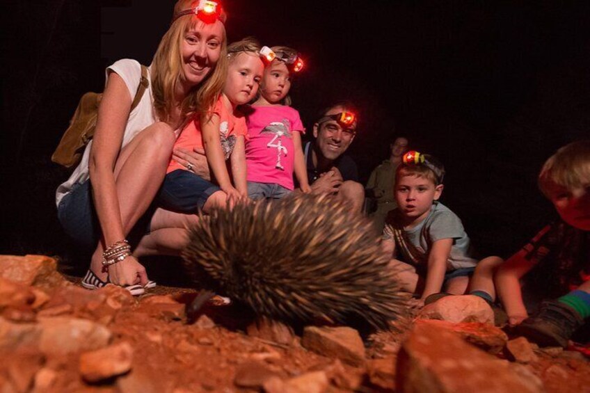 Spotlight an echidna 