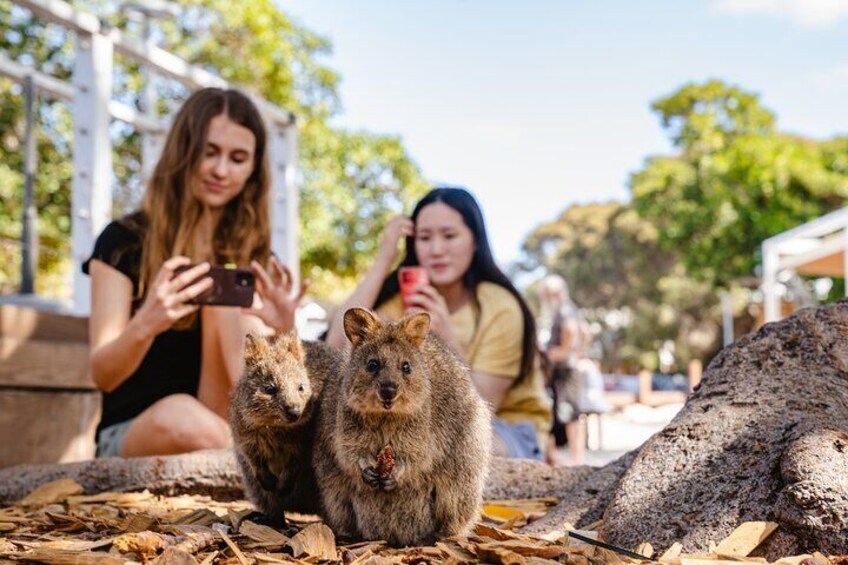 See the Quokkas