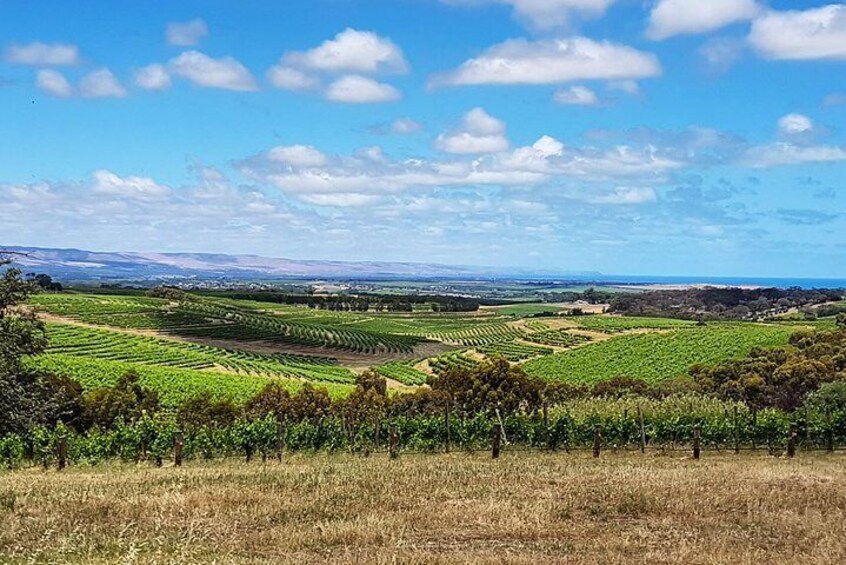 Spectacular vineyard scenery