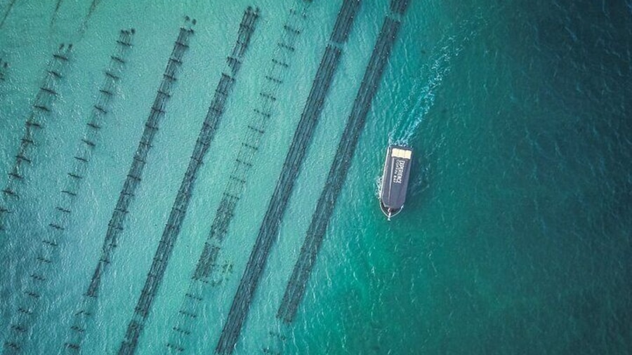 Coffin Bay Oyster Farm Tours Experience
