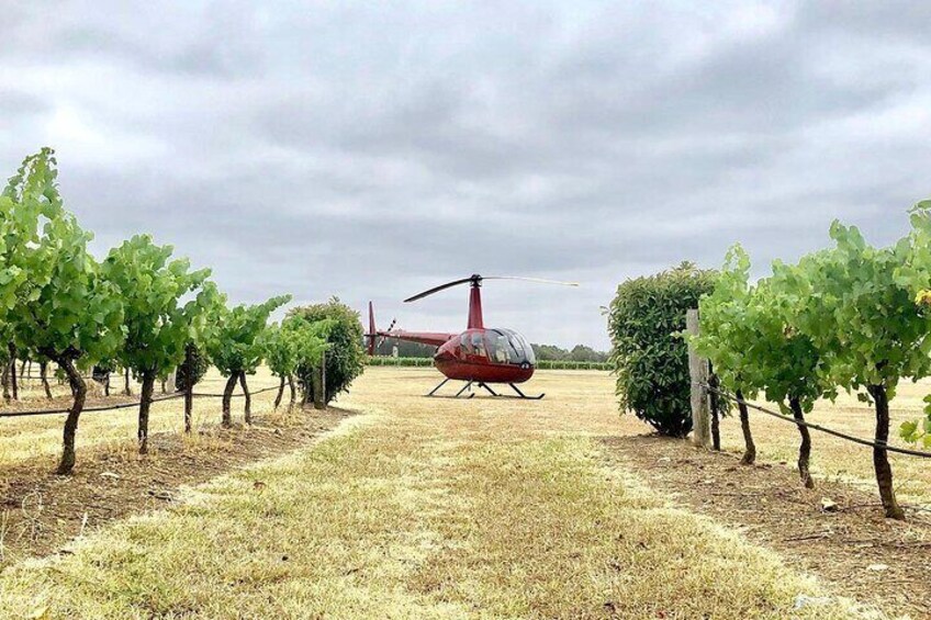 Helicopter lands right next to the vines