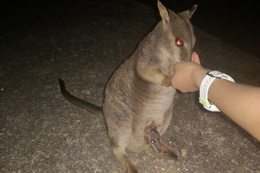 Paronella Park, Historic Village Herberton and Granite George wild life Kangaroo