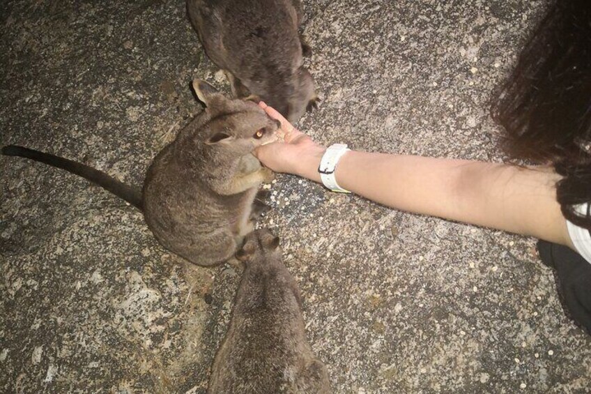 Paronella Park, Historic Village Herberton and Granite George wild life Kangaroo