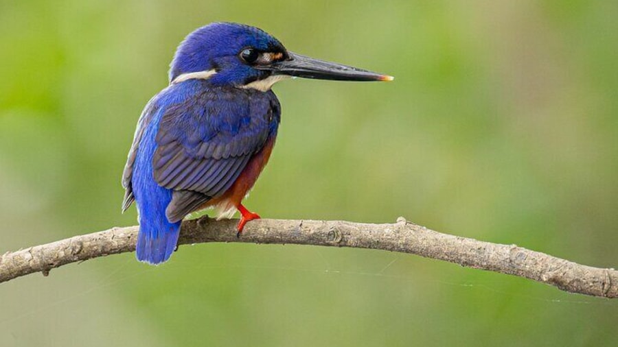 Azure Kingfisher by Dom Chaplin
