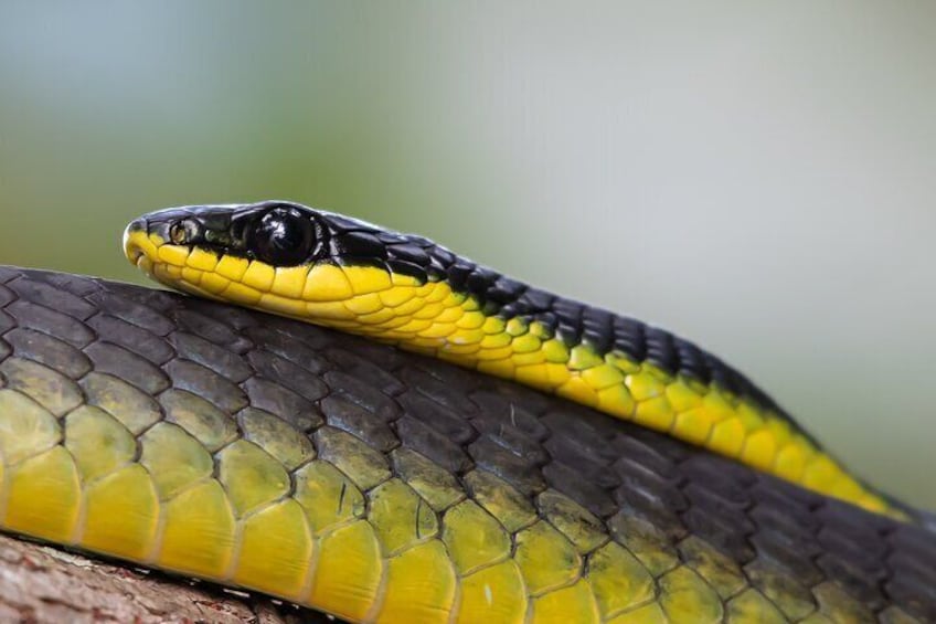 Common Tree Snake by Murray Hubbard