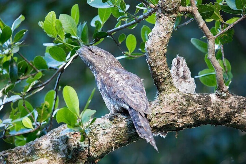 Papuan Frogmouth by Laurie Ross