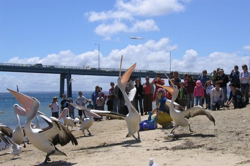 Pelican Feeding in San Remo