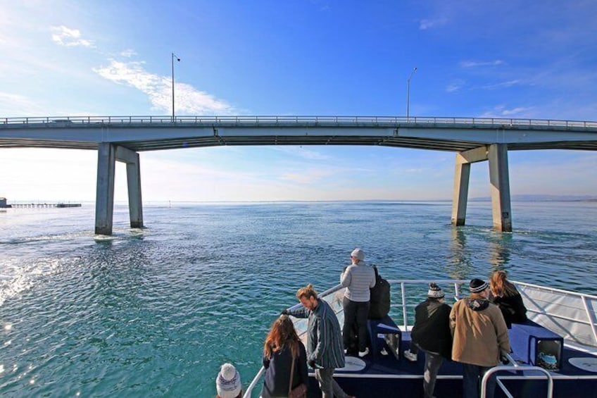 Cruise under the Phillip Island Bridge