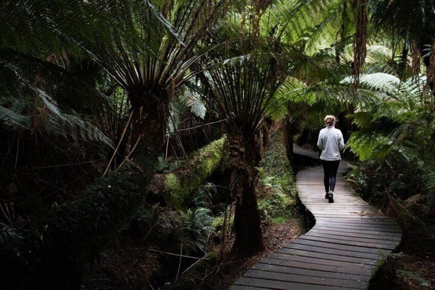 Going walkabout in Maits Rest at Great Ocean Road