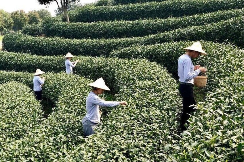 tea-picking-hangzhou