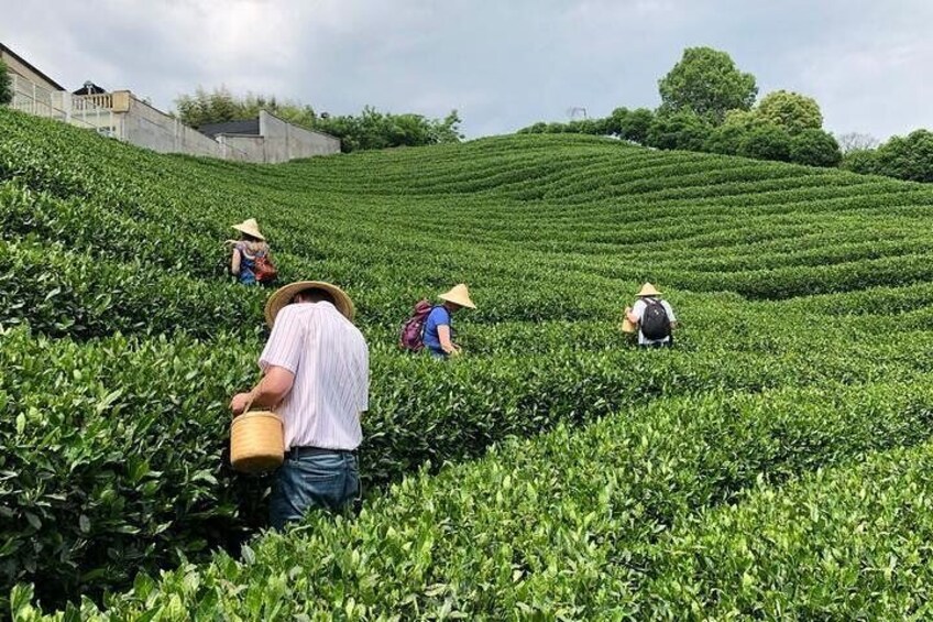 tea-picking-hangzhou
