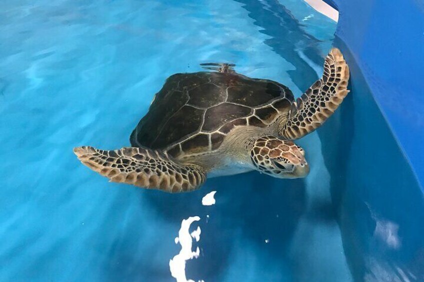 Turtle Hospital - Cairns Aquarium
