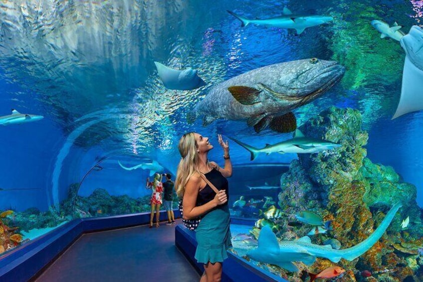 Cairns Aquarium