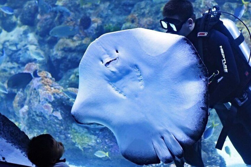 Cairns Aquarium -Stingray feeding