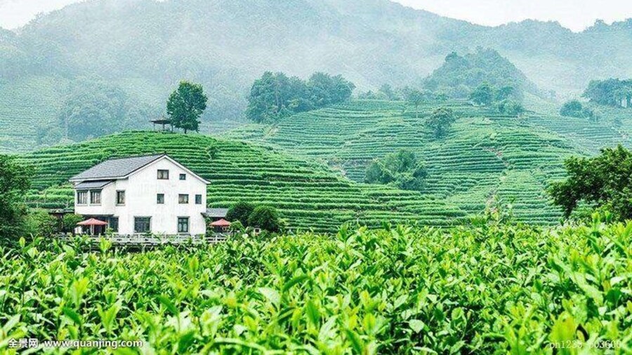 Authentic Hangzhou Longjing Tea Culture Experience Tour