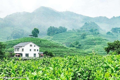 Authentic Hangzhou Longjing Tea Culture Experience Tour