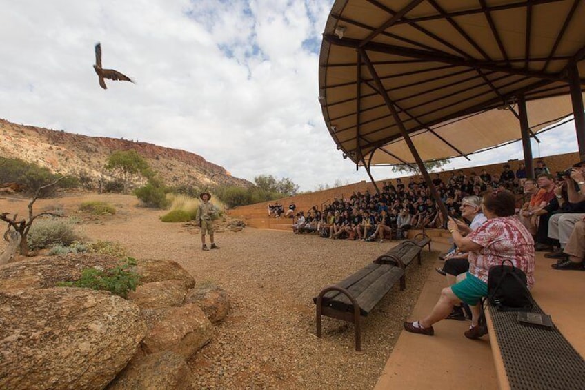 Nature Theatre - free flight bird show