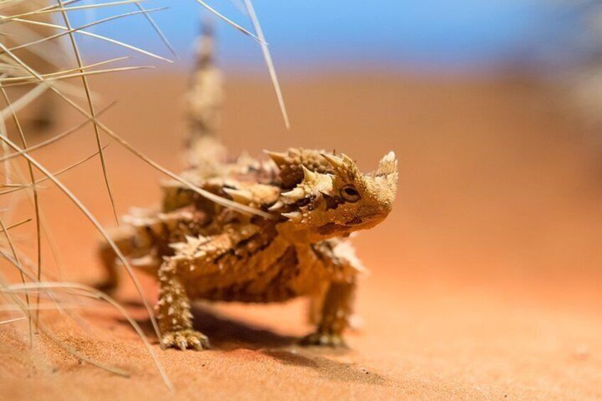 Thorny Devil in the Nocturnal House