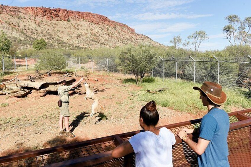 Dingo Territory