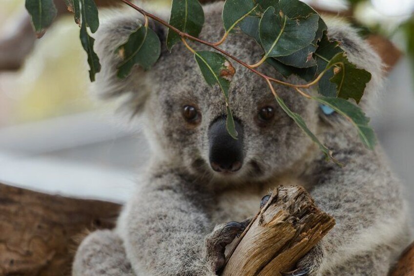 Visit the Phillip Island Koala Reserve. 